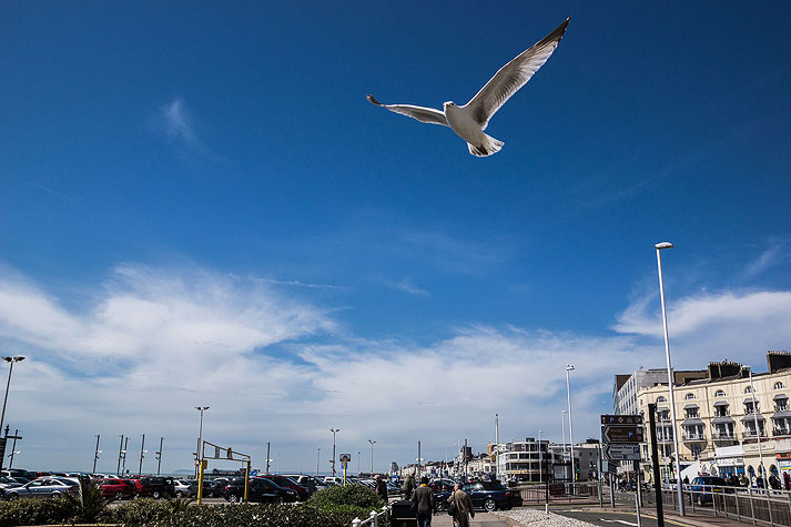 Seafront Seagull